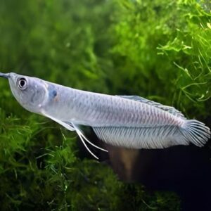 Silver Arowana Osteoglossum Bicirrhosum | 10 - 20cm