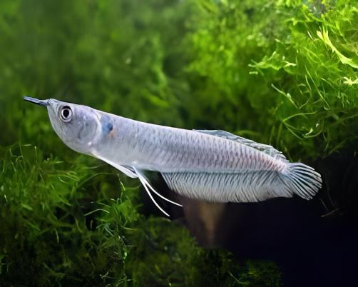 Silver Arowana Osteoglossum Bicirrhosum | 10 - 20cm