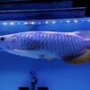 Malaysian Golden Blue Base Arowana | 20cm