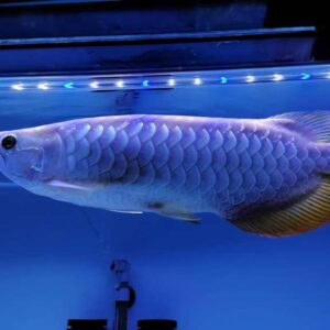 Malaysian Golden Blue Base Arowana | 20cm