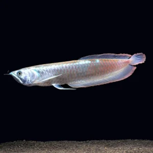 Silver Arowana Fish | 8 - 14 inches