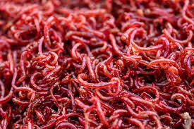 live blood worms for aquarium fish