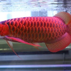 Red Arowana Fish (Scleropages Formosus) | 20cm