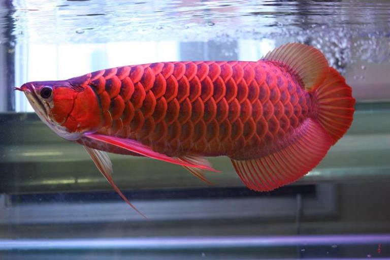 Red Arowana Fish (Scleropages Formosus) | 20cm